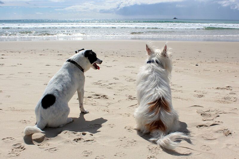 Four-legged globetrotters